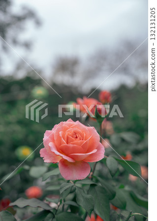 秋季玫瑰園英式花園老玫瑰 132131205