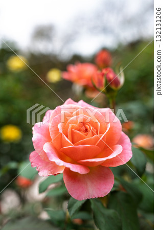 秋季玫瑰園英式花園老玫瑰 132131206