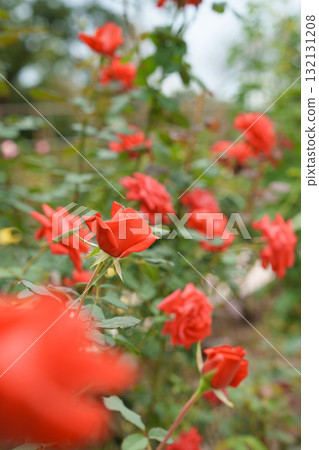 Autumn Rose Garden English Garden Old Roses Autumn Rose Garden English Garden Old Roses 132131208