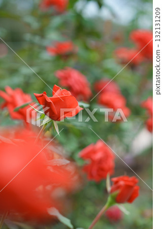 Autumn Rose Garden English Garden Old Roses Autumn Rose Garden English Garden Old Roses 132131209