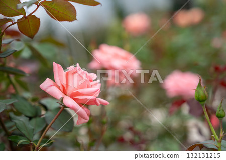 Autumn Rose Garden English Garden Old Roses Autumn Rose Garden English Garden Old Roses 132131215