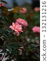 Autumn Rose Garden English Garden Old Roses 132131216