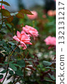 Autumn Rose Garden English Garden Old Roses 132131217