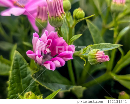 從花蕾到花～開花～ 132131241