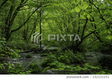 The beautiful Oirase Gorge with fresh greenery 132131251