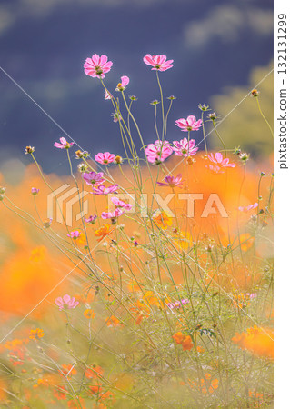 橙色和粉紅色的秋季花田 132131299