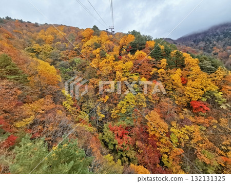 Autumn leaves seen from the Tengendai Ropeway 132131325