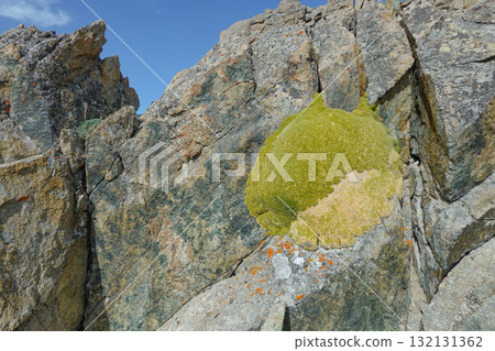 吉爾吉斯_阿拉阿爾恰國家公園_埃列克特羅峰_高山植物 132131362