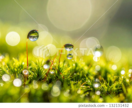 Wet grass wet in morning dew 132131432