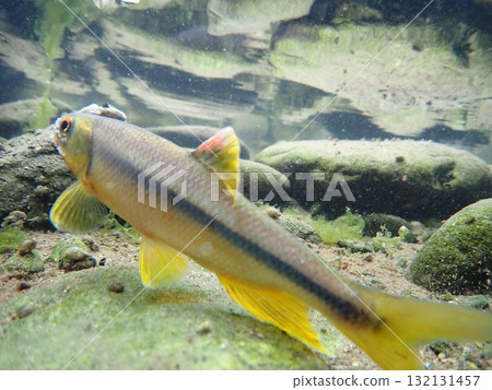 雄性日本鮭魚的婚禮色彩和星座 雄性日本鮭魚的婚禮色彩和星座 132131457