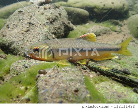 雄性日本鮭魚的婚禮色彩和星座 雄性日本鮭魚的婚禮色彩和星座 132131458