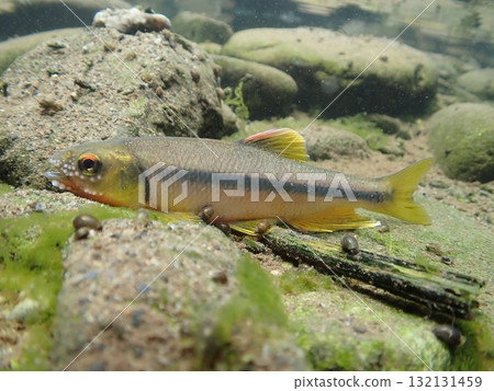 雄性日本鮭魚的婚禮色彩和星座 132131459