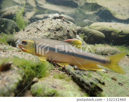 雄性日本鮭魚的婚禮色彩和星座 雄性日本鮭魚的婚禮色彩和星座 132131460