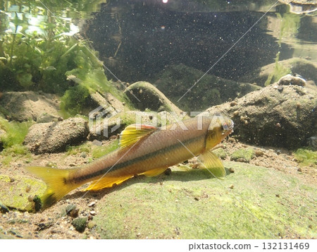 Male Japanese Chub's Nuptial Colors and Stars Male Japanese Chub's Nuptial Colors and Stars 132131469