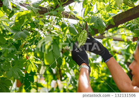 Engaging in the process of harvesting a variety of fresh vegetables from a lush, vibrant garden 132131506
