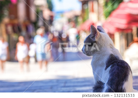 A Serene Cat Observing a Lively Street Scene Filled with People and Colorful Architecture in a Charming Urban Setting 132131533
