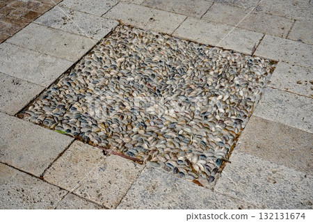 Intricate Mosaic of Small Shells Forming a Textured Surface on Paving Stones, Showcasing the Beauty of Natural Materials and Artistic Design Intricate Mosaic of Small Shells Forming a Textured Surface on Paving Stones, Showcasing the Beauty of Natural Materials and Artistic Design 132131674