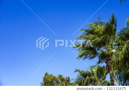 Vibrant Tropical Scene with Lush Palm Trees Against a Clear Blue Sky, Showcasing the Beauty of Nature and a Serene Atmosphere Vibrant Tropical Scene with Lush Palm Trees Against a Clear Blue Sky, Showcasing the Beauty of Nature and a Serene Atmosphere 132131675
