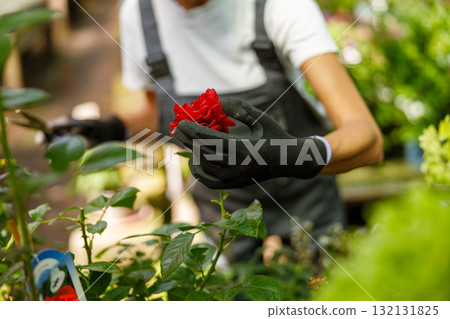 Dedicated Gardener Focused on Tending to a Vibrant Red Flower Amidst Lush Greenery 132131825