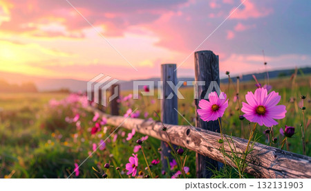 傍晚的波斯菊田野背景 132131903