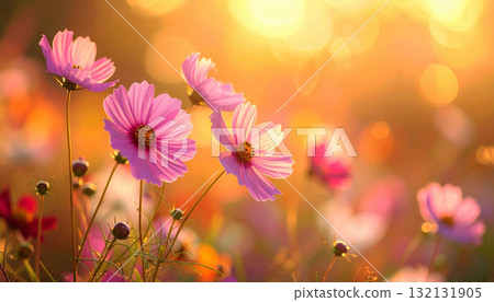 A sparkling background like cosmos and a sunset 132131905