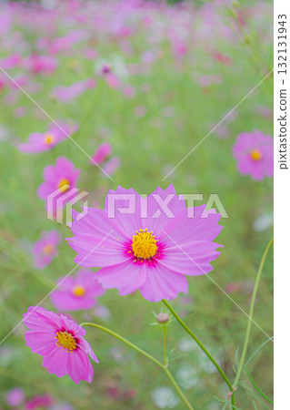 清澄宇宙花園 132131943