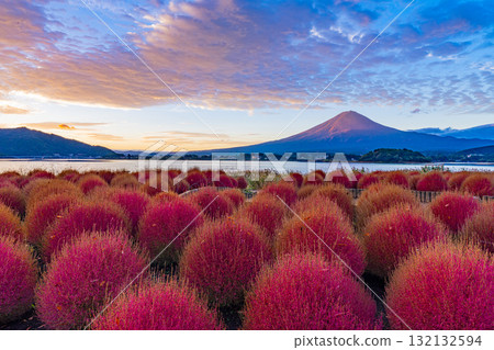 [Yamanashi Prefecture] Kawaguchiko Oishi Park - Autumn leaves of kochia and Mount Fuji at dawn 132132594
