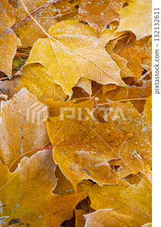 Close-up of pile of yellow maple leaves covered with frost. concept of autumn and beauty of nature 132132611