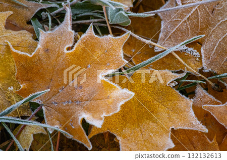 Close-up of pile of yellow maple leaves covered with frost. concept of autumn and beauty of nature Close-up of pile of yellow maple leaves covered with frost. concept of autumn and beauty of nature 132132613