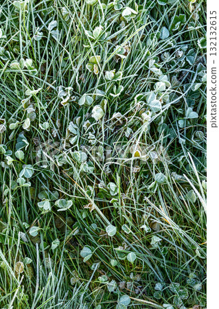 Field of grass covered in frost. The grass is tall and the frost is covering it.  132132615