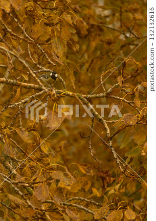 yellow tit bird sits on a branch of an autumn tree.  132132616