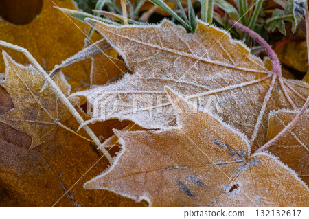 Close-up of pile of yellow maple leaves covered with frost. concept of autumn and beauty of nature 132132617