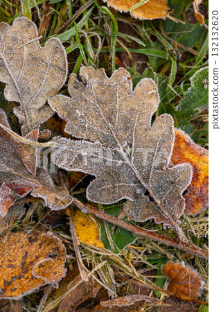 leaf is covered with frost brownish-green color. leaf lies on ground and is surrounded by grass. 132132620