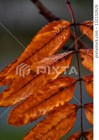 sheet with a few drops of water on it. leaf is brown with several spots. autumn frosts. 132132626