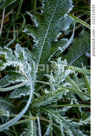 Field of grass covered in frost. The grass is tall and the frost is covering it.  132132643