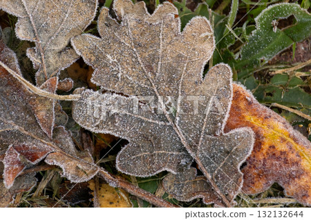 leaf is covered with frost brownish-green color. leaf lies on ground and is surrounded by grass. 132132644
