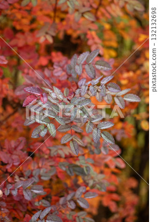 Close-up of a plant with orange and green leaves. The leaves are moist after a frosty night. Close-up of a plant with orange and green leaves. The leaves are moist after a frosty night. 132132698