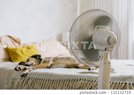 spotted Dog is lying on the bed next to the fan. The fan is turned on and blows out air. spotted Dog is lying on the bed next to the fan. The fan is turned on and blows out air. 132132719