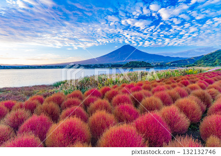 [山梨縣] 河口湖大石公園 - 秋季的掃帚草葉和富士山，清晨 132132746