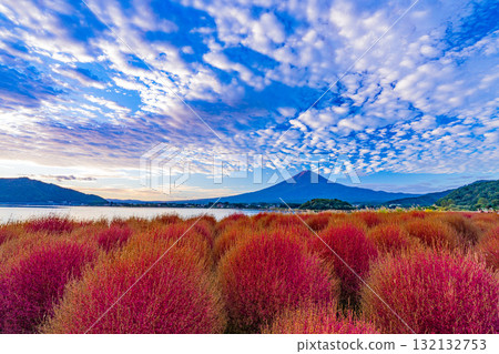 [Yamanashi Prefecture] Kawaguchiko Oishi Park - Autumn Kochia Leaves and Mount Fuji, Early Morning 132132753