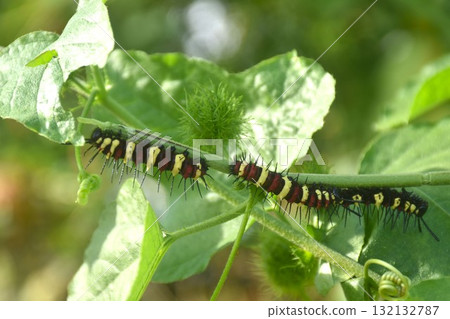 caterpillar hiding from sunlight and feeding on leaf in garden 132132787