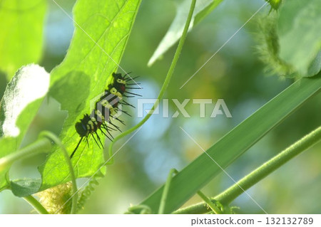 caterpillar hiding from sunlight and feeding on leaf in garden 132132789