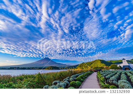 【山梨縣】河口湖大石公園和被捲積雲籠罩的富士山 132132930