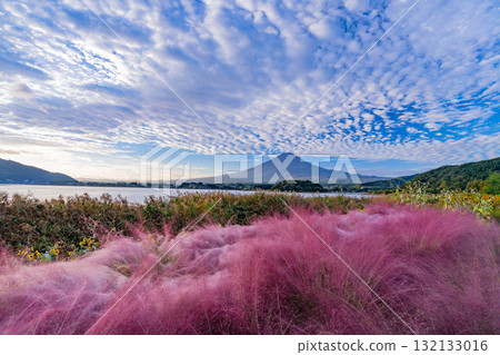 [Yamanashi Prefecture] Kawaguchiko Oishi Park - Autumn Muhlenbergia and Mount Fuji 132133016