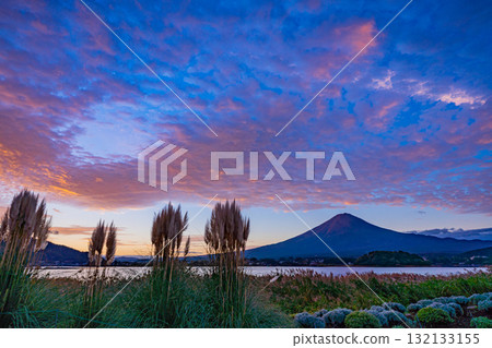 [Yamanashi Prefecture] Pampas grass and Mt. Fuji on the promenade at Oishi Park, Lake Kawaguchi, at dawn 132133155