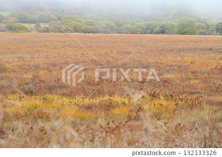 Autumn leaves in the wetland covered with morning mist 132133326