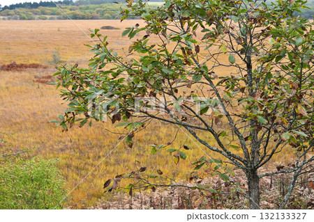 Coloring the marshlands in autumn Coloring the marshlands in autumn 132133327