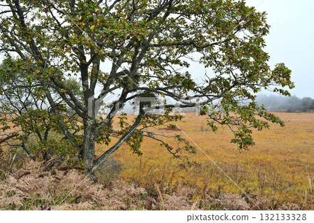 沼澤裹在晨霧中 132133328