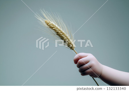 Small child's hand holding a single ear of wheat against a soft blue background in minimalistic natural light 132133340
