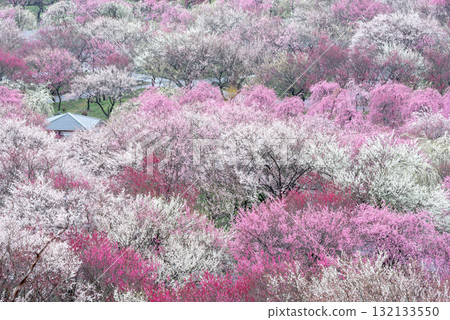 三重縣府梅林公園盛開的農業公園 三重縣府梅林公園盛開的農業公園 132133550